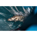 IMG_2231235